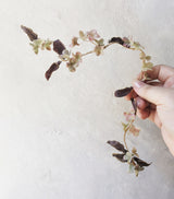 Sun-kissed Hydrangea Vine